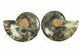 Cut & Polished Ammonite Fossil - Unusual Black Color #296280-1